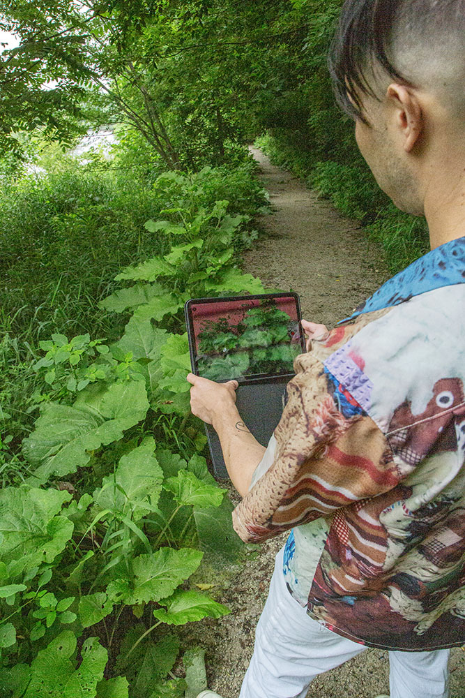 Zhiwan scanning giant burdock leaves in the Greenway.