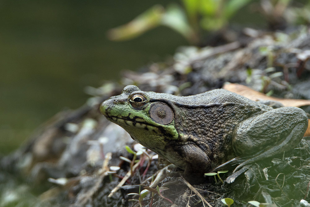 A green frog that spends its entire life cycle in the wetland.