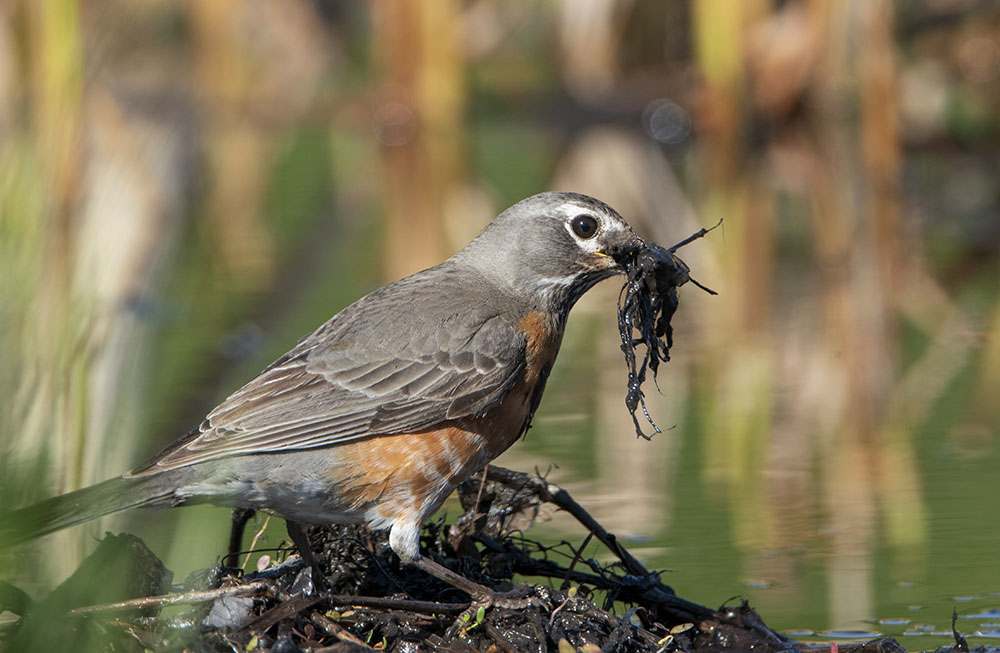 American robin collecting nesting material.