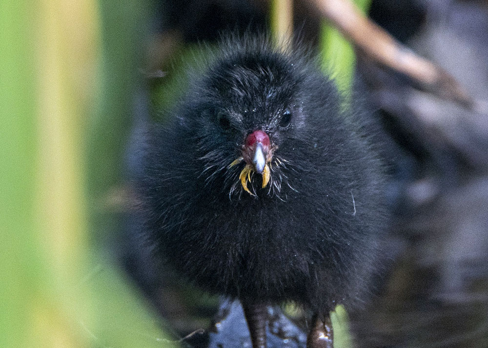 Sora chick in the wetland.