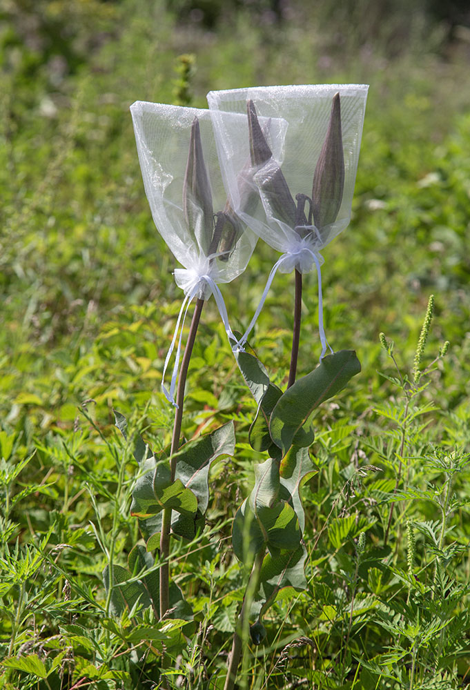 These common milkweed plants are bagged around the seed pods in order to capture the seeds when they are released.