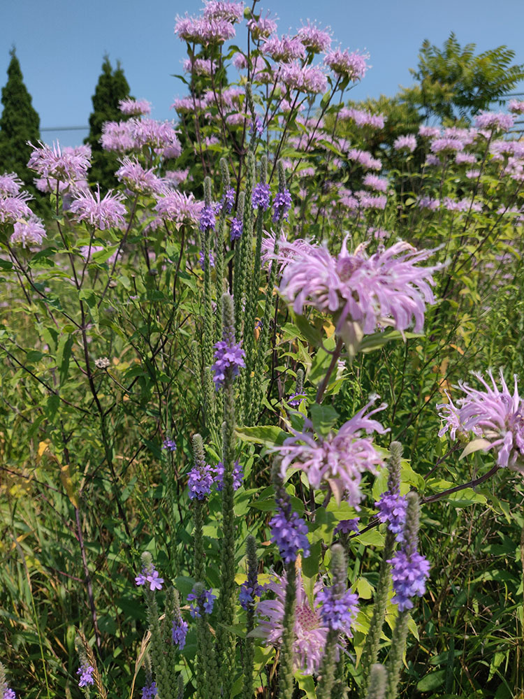 Pink bergamot, aka bee balm, and blue vervain in the pollinator garden.