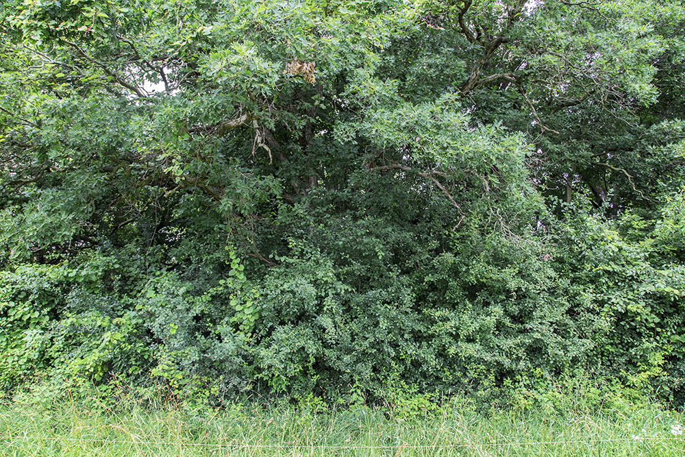 Stewardship of the farm includes removal of invasive species such as this buckthorn, which is crowding the oaks and other native trees.