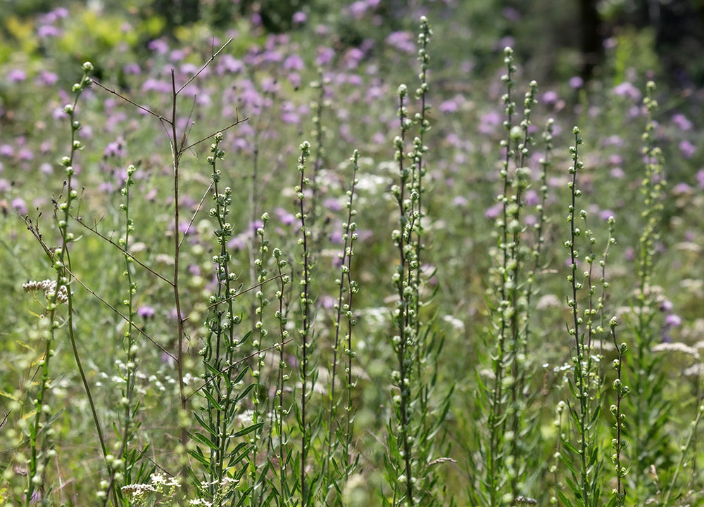 Budding rough blazing star.
