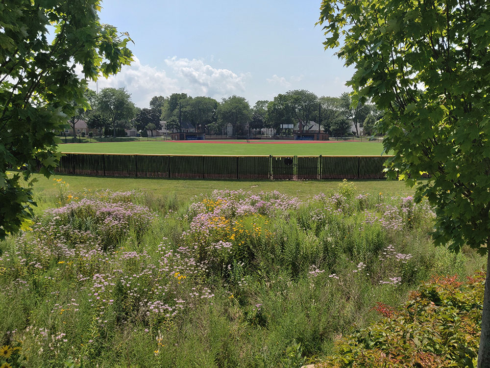 View of pollinator garden and adjacent baseball diamond.