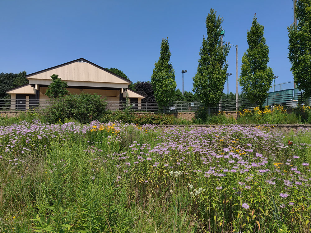 Pollinator garden bursting with native flowers in bloom, including bergamot, yellow coneflowers and rattlesnake master.