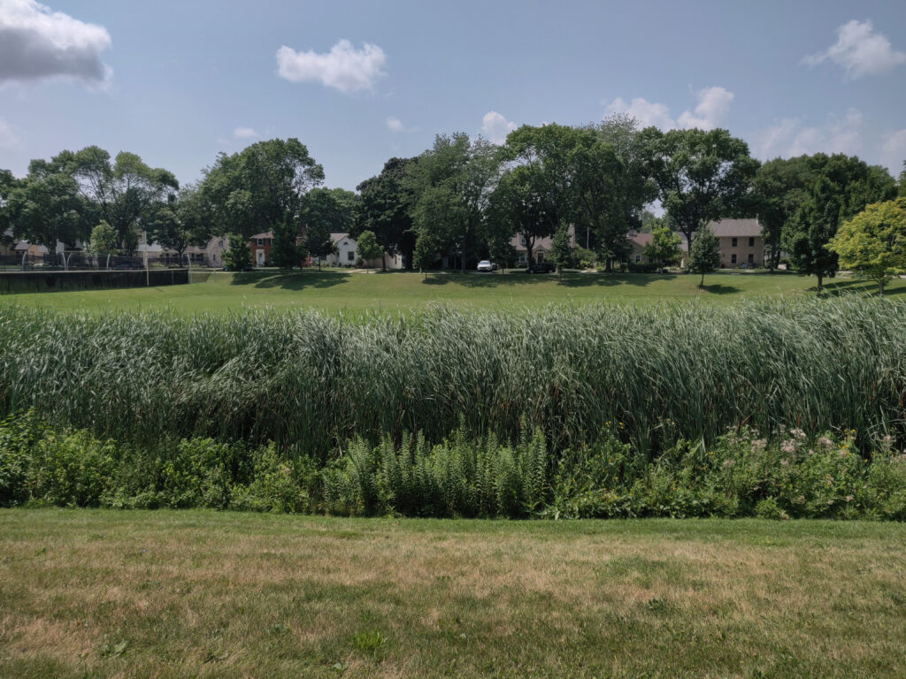 Cattail marsh and detention basin.