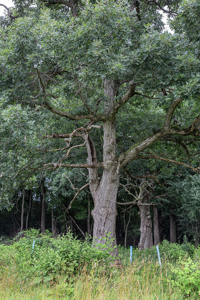 An area cleared of buckthorn revealing a mature bur oak.