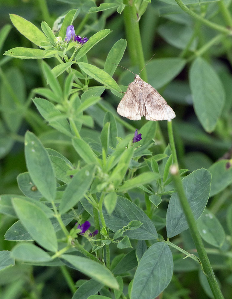 Clover looper moth amongst the cover crop.