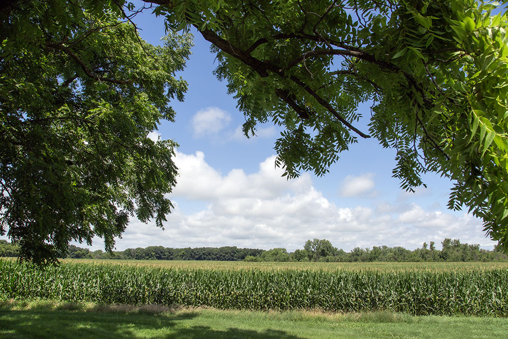 For the time being, some sections of the property are being leased for traditional farming.