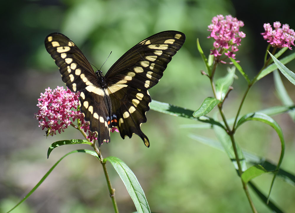 Eastern giant swallowtail butterfly on swamp milkweed. Photo by Helen Holtz