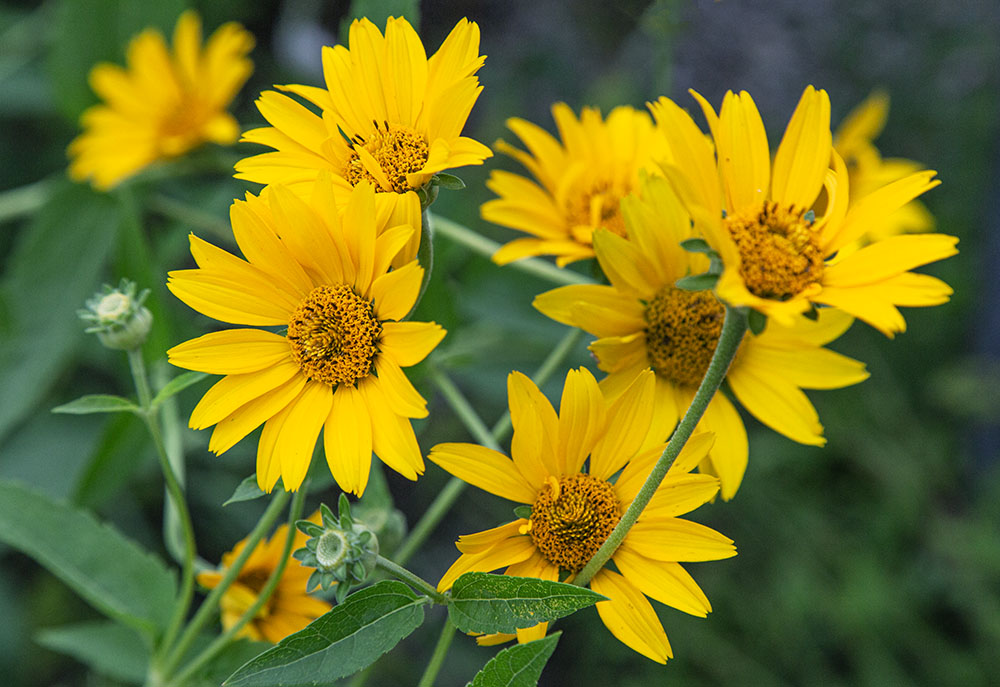 False sunflowers blooming in the pollinator garden.
