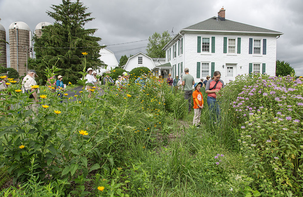 Historic farmhouse and newly established pollinator garden.