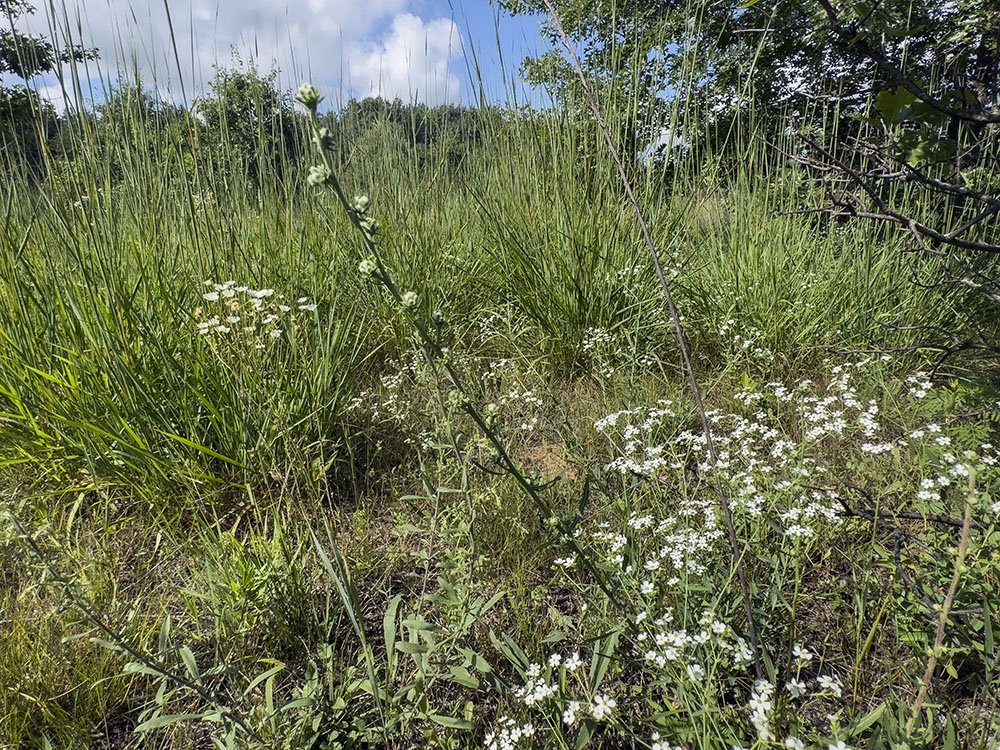 Flowering spurge and spiky tufts of prairie grass.