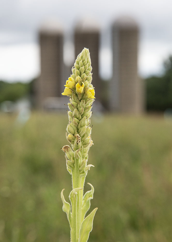 Great mullein, a non-native flower, growing amongst the cover crop.