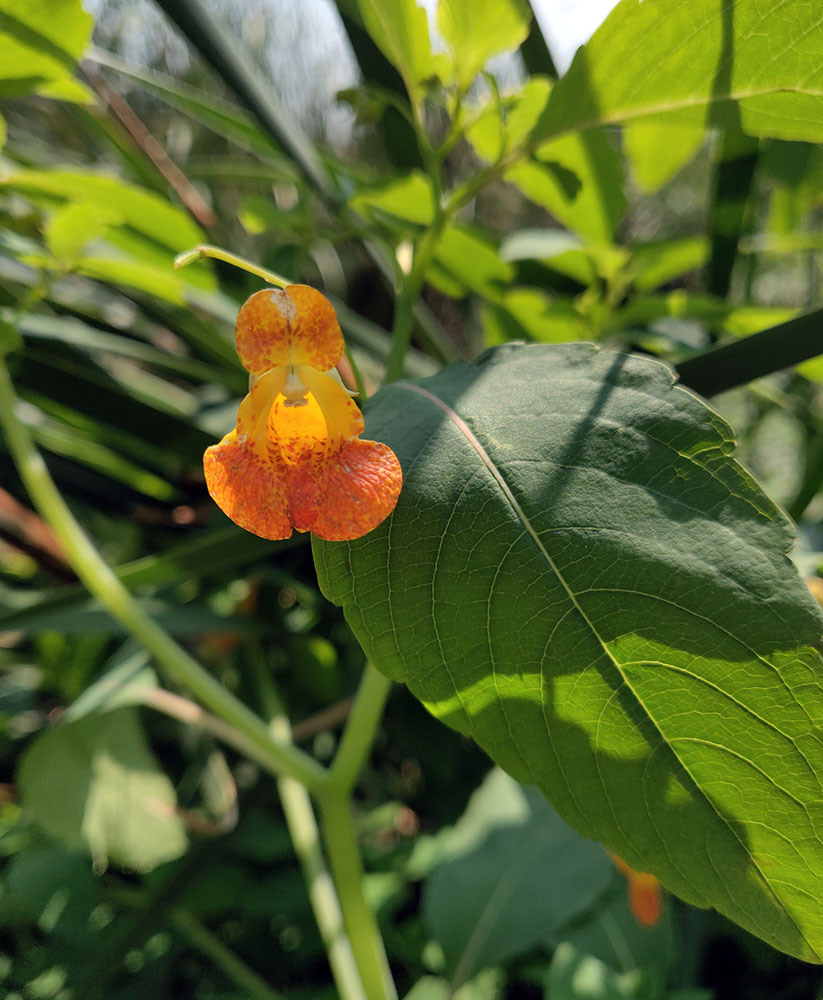 Jewel weed blossom.
