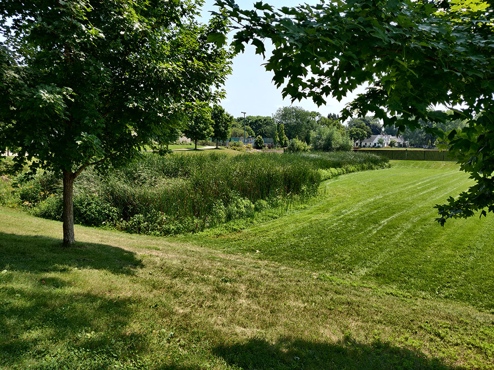 A long, narrow cattail marsh is snugged up against one side of the large stormwater detention basin.