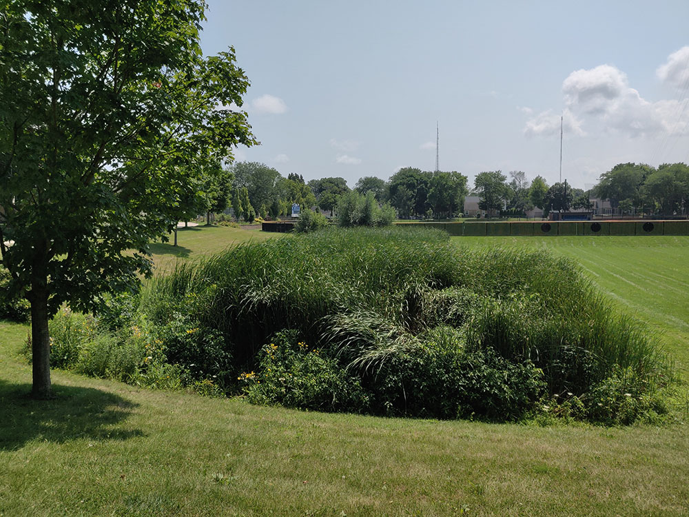 The cattail marsh is threatened with removal by the Village as "nuisance vegetation."