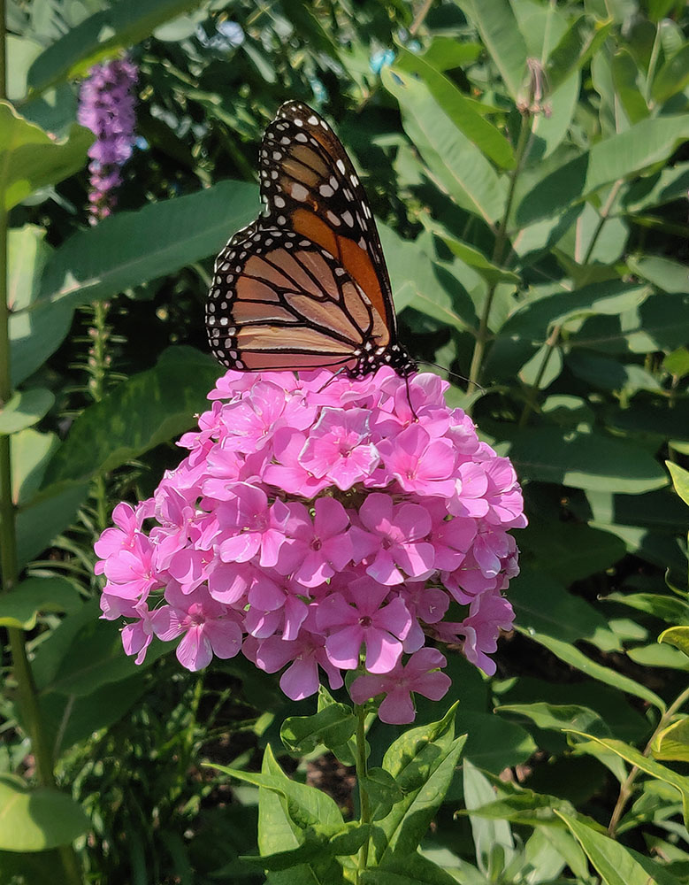 Monarch butterfly visiting phlox blossoms in the pollinator garden.