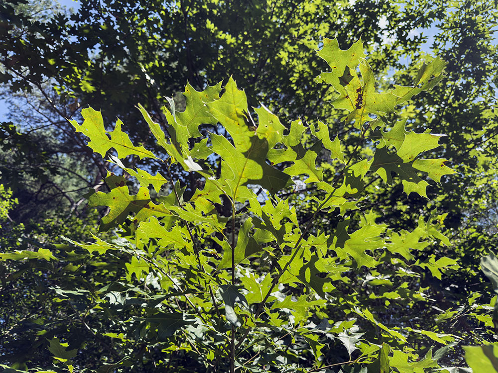 A mature oak creates a splash in the canopy.