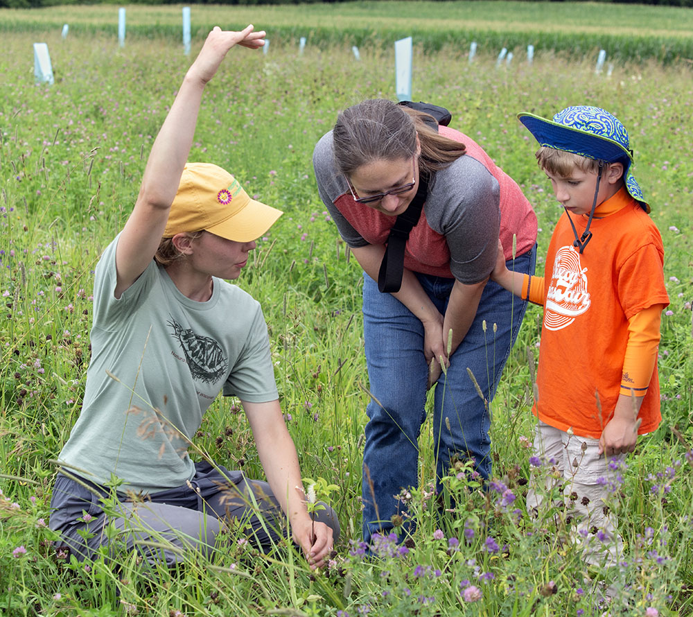 The authoring describing how quickly an American plum sapling will grow to tour participants.