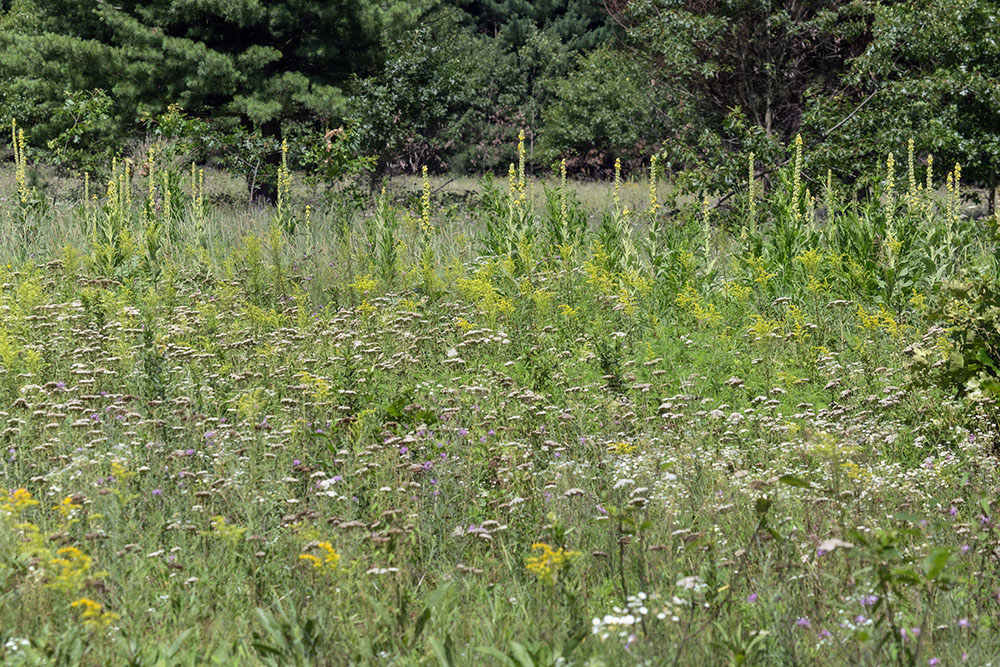 Other aggressive species that thrive in disturbed areas seem to be lined up as if in ranks, including mullein, goldenrod, and yarrow.