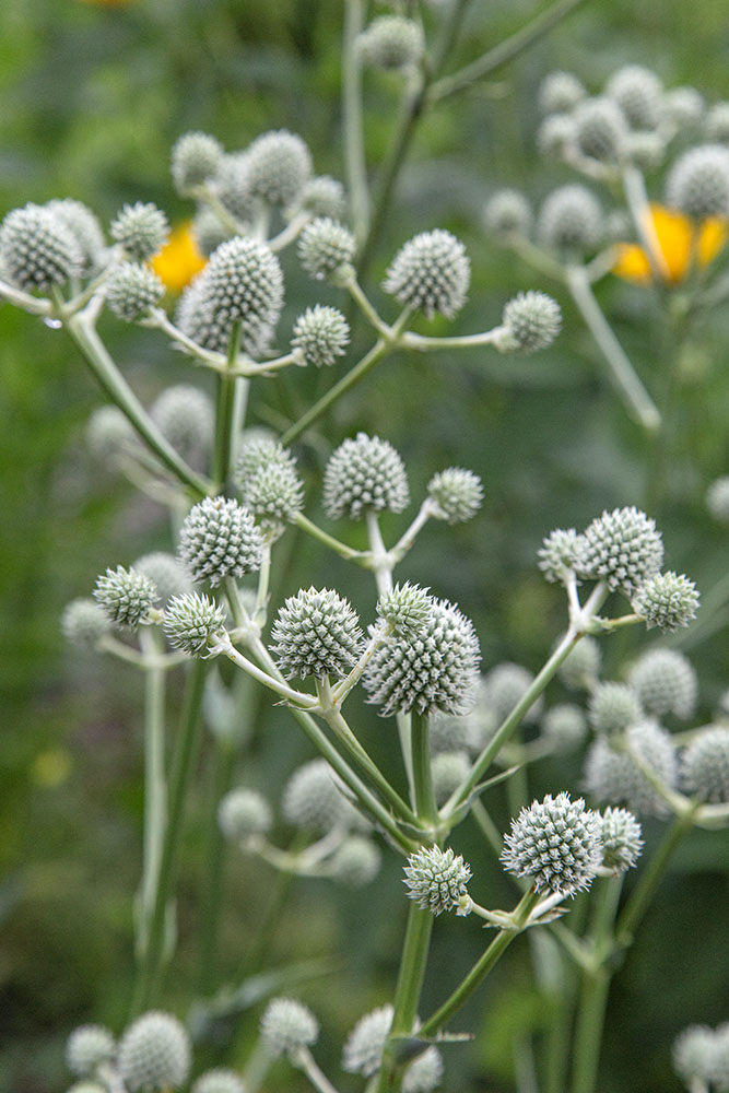 Spiky, globe-shaped flowers of the rattlesnake master in the pollinator garden.