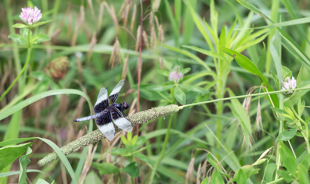 Widow skimmer dragonfly perched on a stalk of grass.