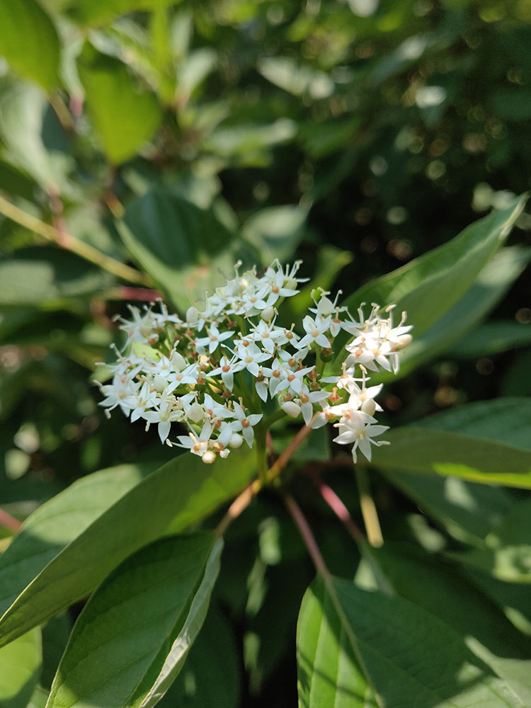 Red osier dogwood blossom at the edge of the wetland.