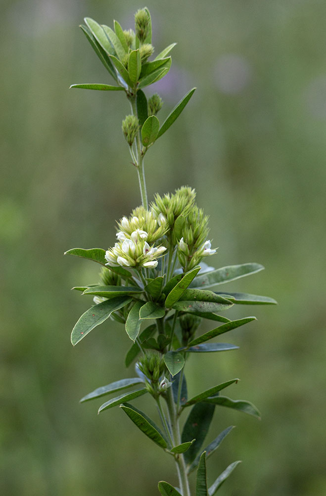 Round-headed bush clover is a host plant to a number of butterflies and moths, including the Southern Cloudywing Butterfly, Northern Cloudywing Butterfly, Hoary Edge Butterfly, the Eastern Tailed-Blue, and the Bella Moth. The plant is especially high in protein making it a favorite choice of many kinds of mammals including deer, rabbits, and muskrat.