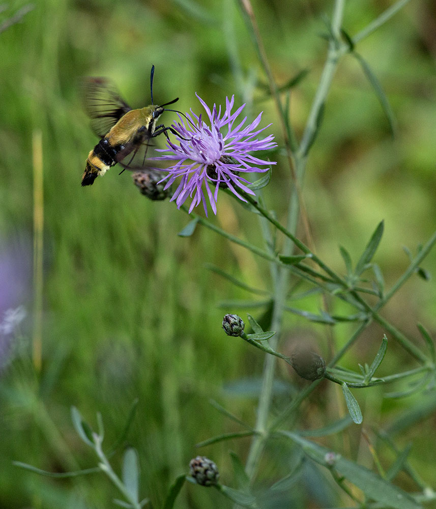 Snowberry clearwing moth, aka hummingbird moth for its resemblance to the bird.