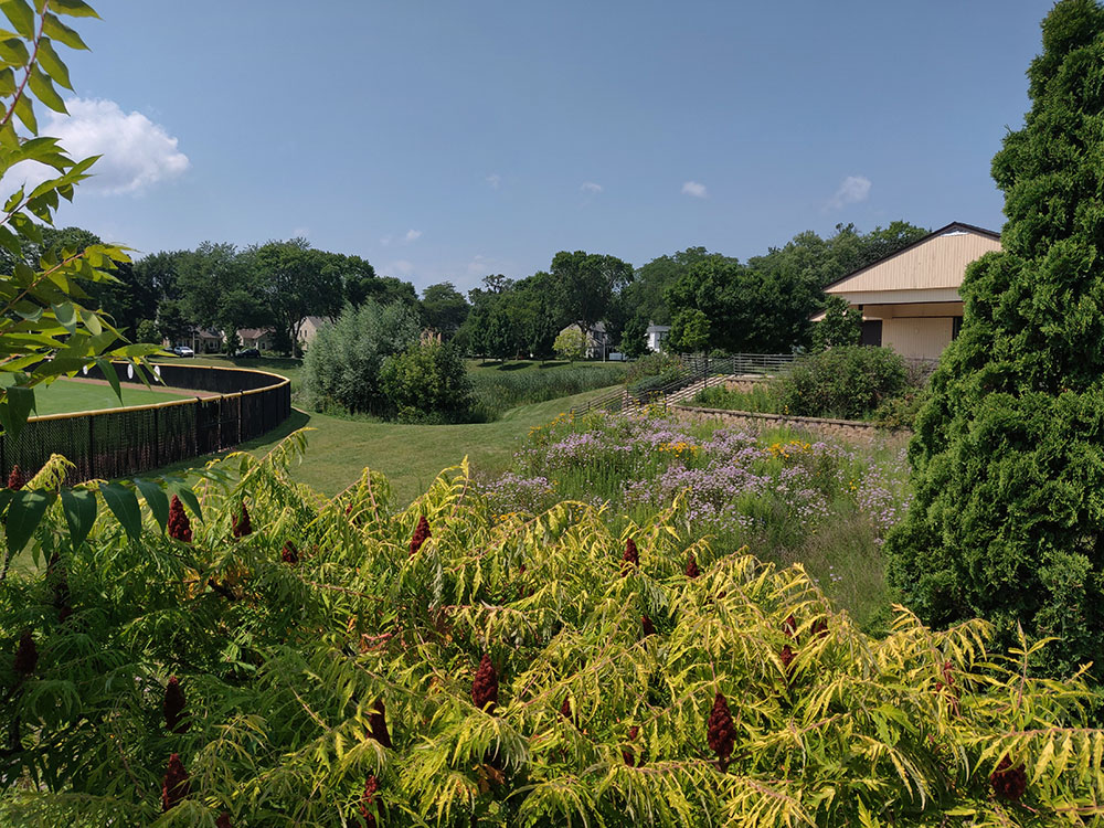 View over a patch of staghorn sumac of the pollinator garden, middle ground and wetland, background.