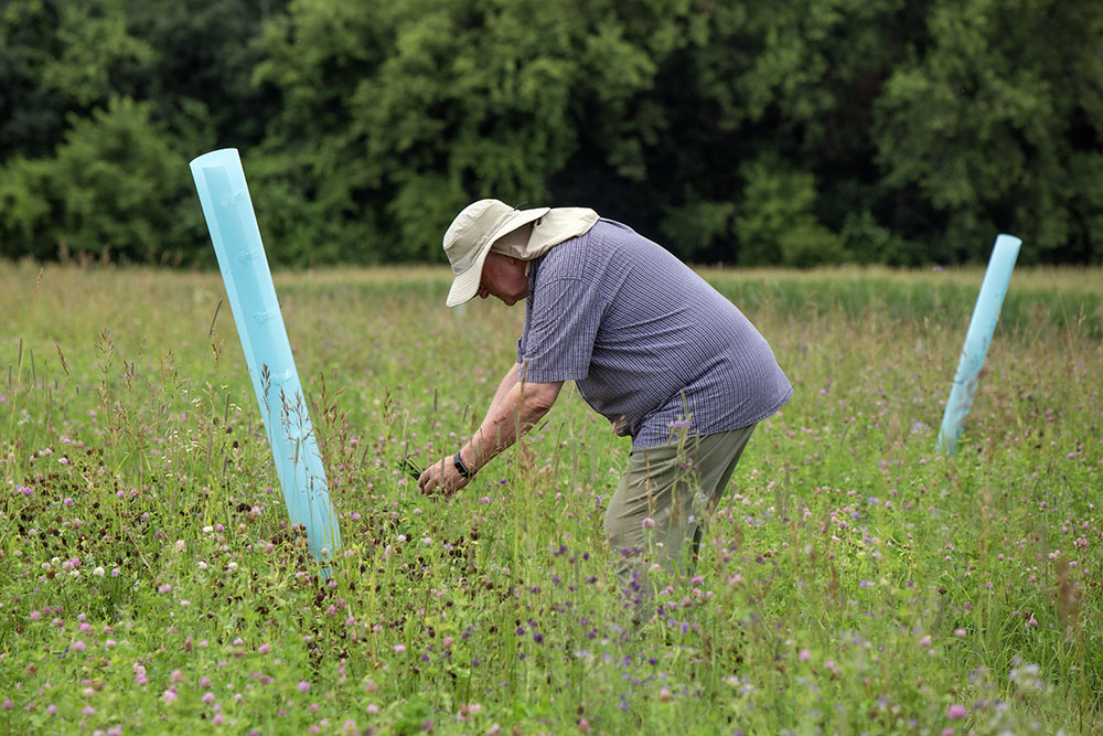 Tube shelters are used to protect newly planted saplings.