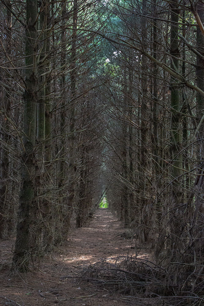A white pine plantation as yet untouched by the restoration efforts.
