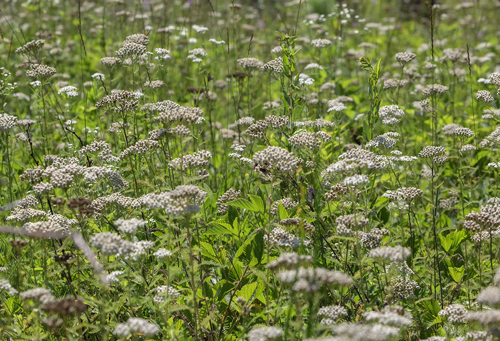 A tapestry of common yarrow, an aggressive native that thrives in disturbed environments.
