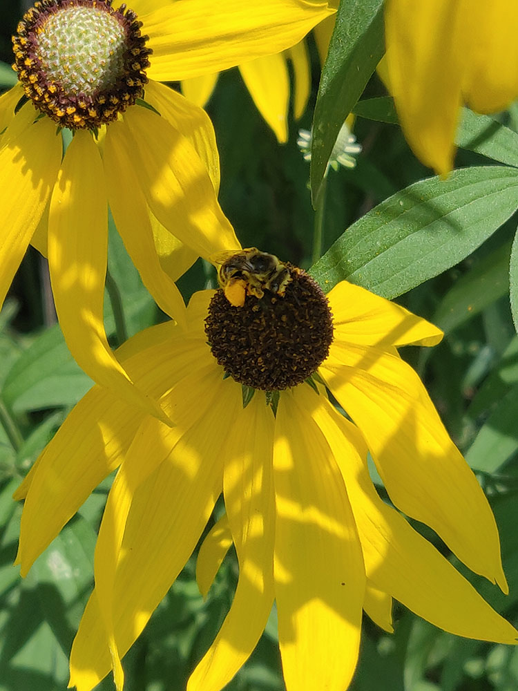 visibly laden with pollen, a mining bee visits a yellow coneflower.