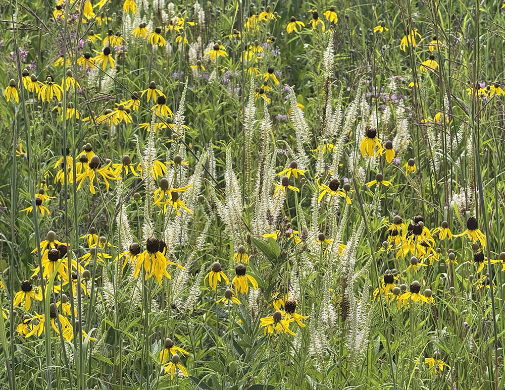 A tapestry of Culver's root and coneflowers! Three Bridges Park, Milwaukee.