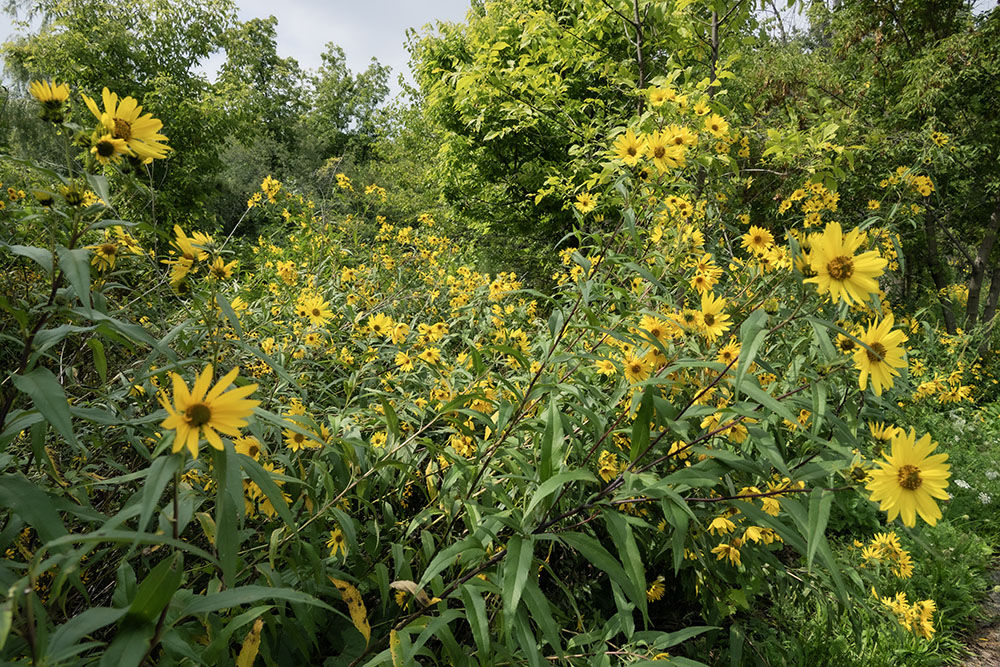 A riot of sunflowers at McGovern Park