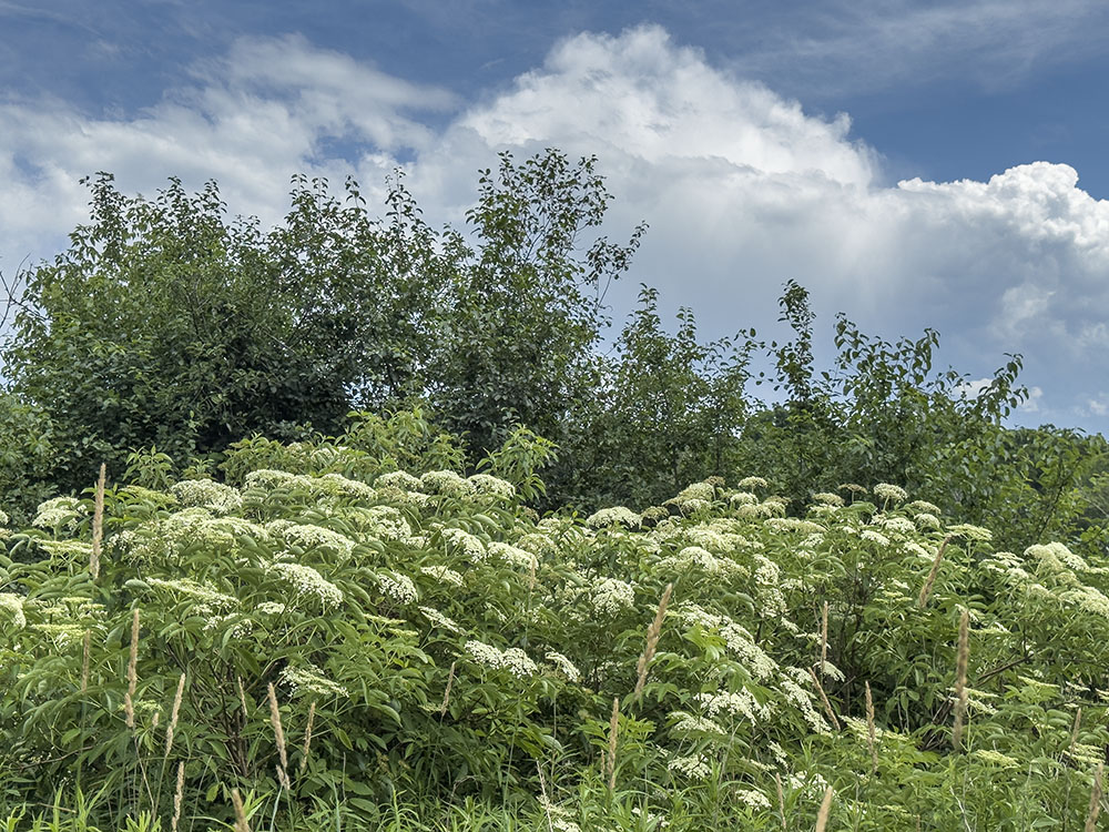 American black elderberry bushes in bloom form the lowest rank in a layered landscape, in one of my favorite hidden gems: Badertscher Preserve, Muskego.