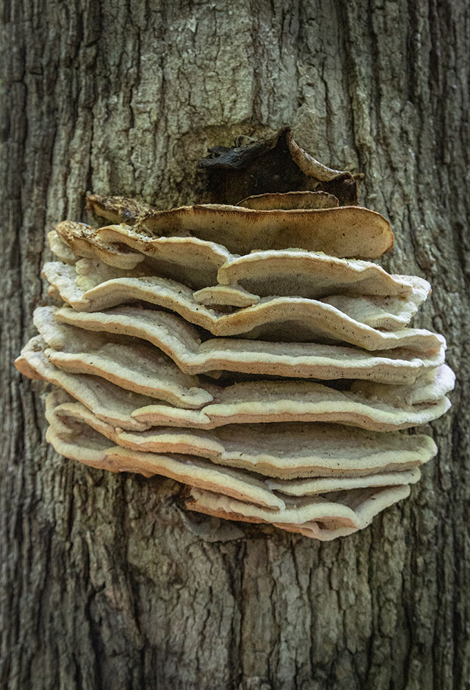 Northern tooth mushrooms. Barloga Woods, a section of Falk Park, Oak Creek.