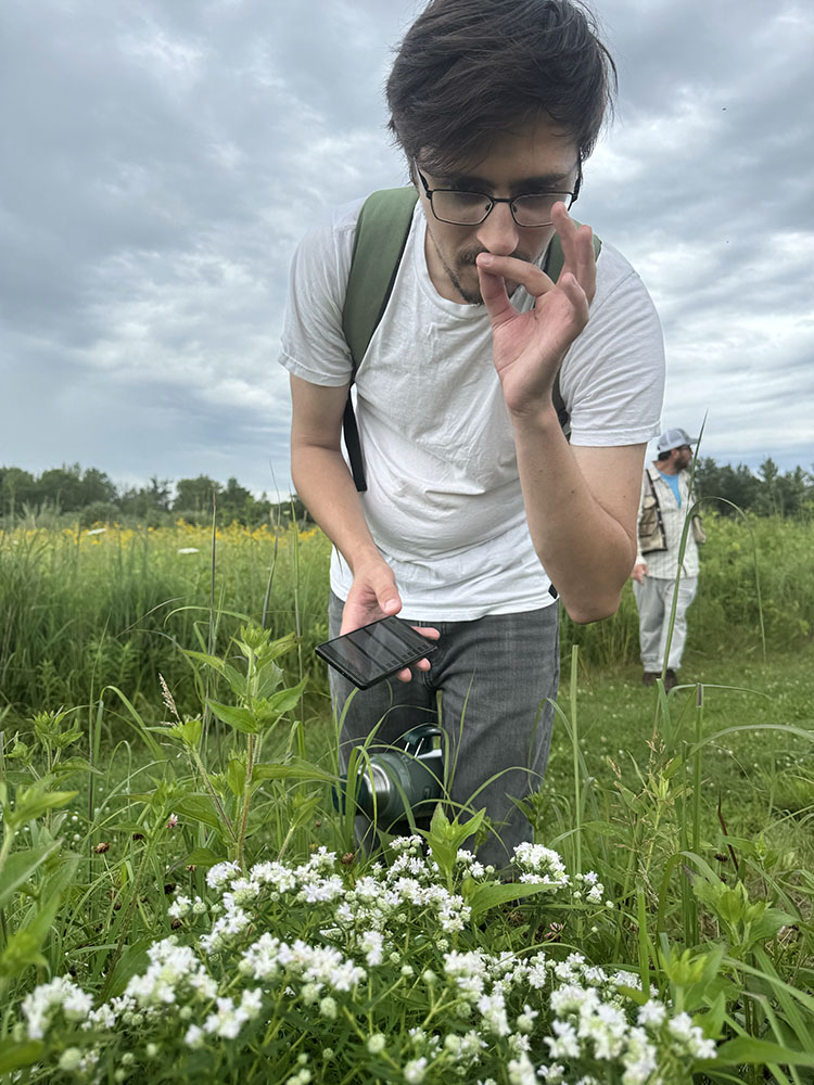Jake Mikic sniffs a sprig of native wild mint.