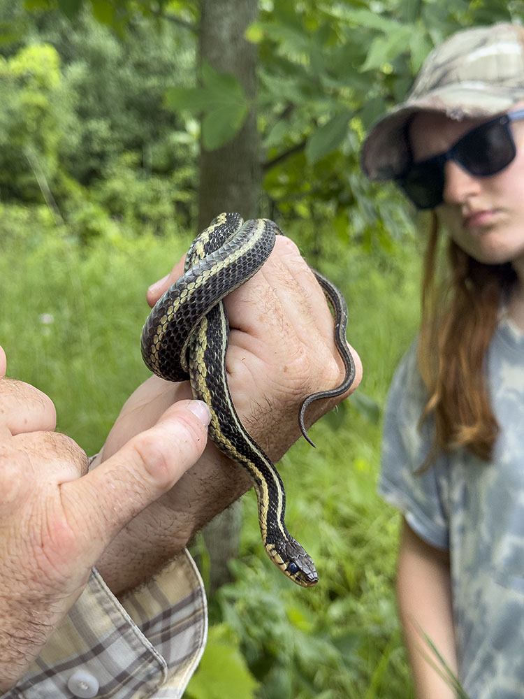 Restoring Lands stewardship director Ryan Wallin points out how to tell a common garter snake from a Butler's garter snake.