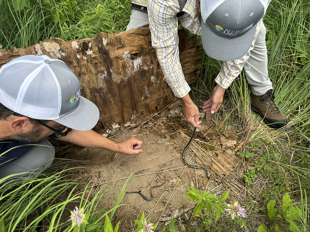 Plywood "herp boards" (for herpetology) are placed in the environment by the land stewards to help document the presence of snakes and other creatures that shelter under them. A common garter and a milksnake were found under this one.