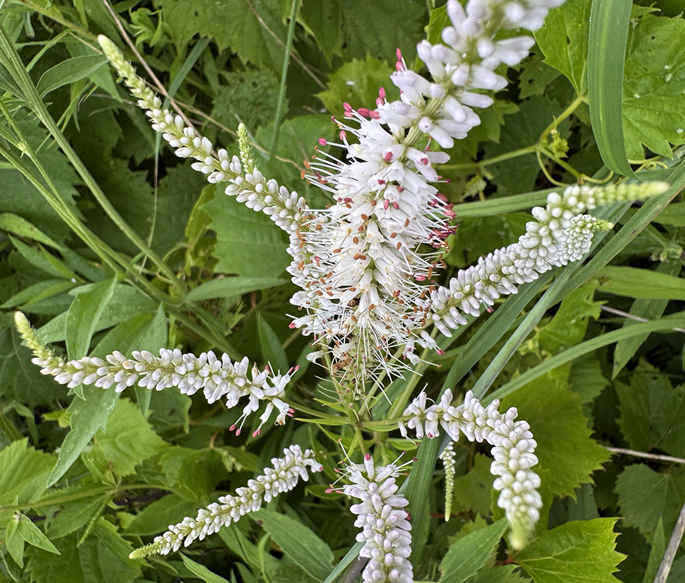 A dramatic flower, Culver's root was plentiful in the prairie.