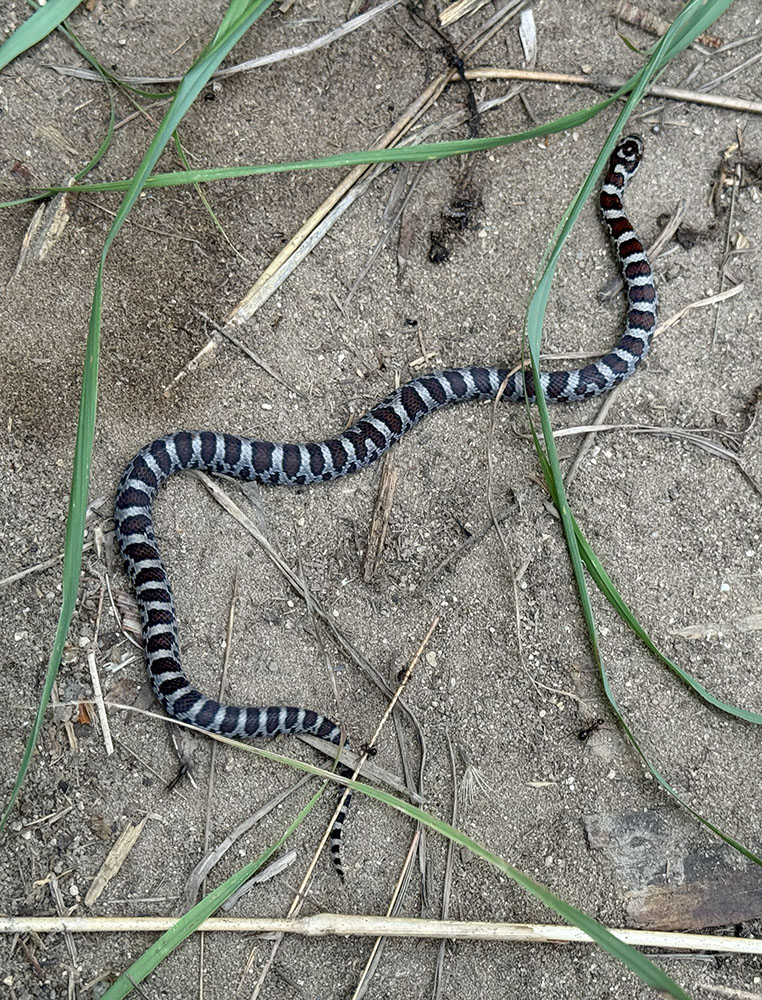 Eastern milksnake found under the herp board.