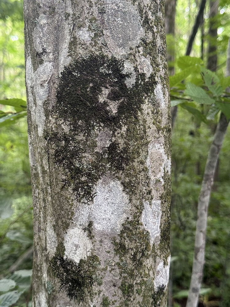Liverworts and lichens gets recorded, here growing on a musclewood tree.