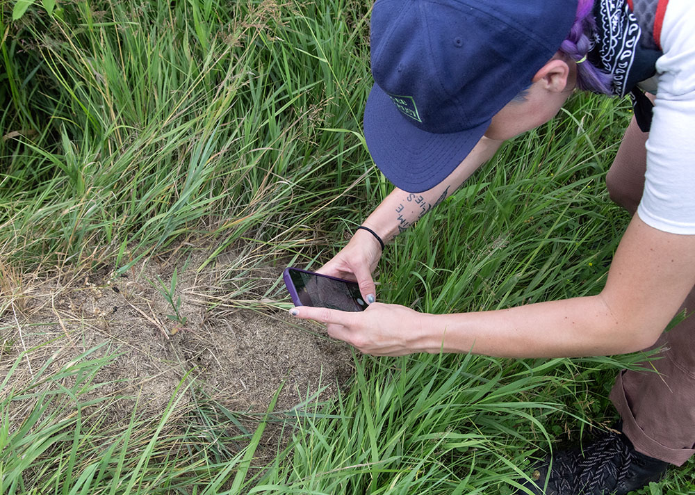 Recording one of the many anthills on the prairie.