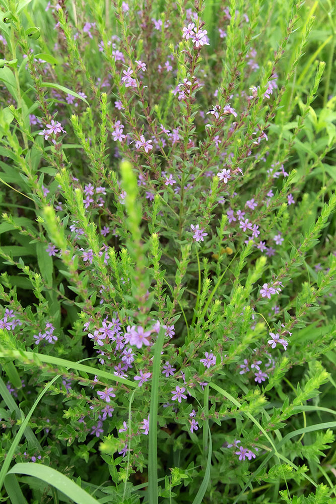 Winged loosestrife, native cousin to invasive purple loosestrife, is common to wet-mesic prairies.