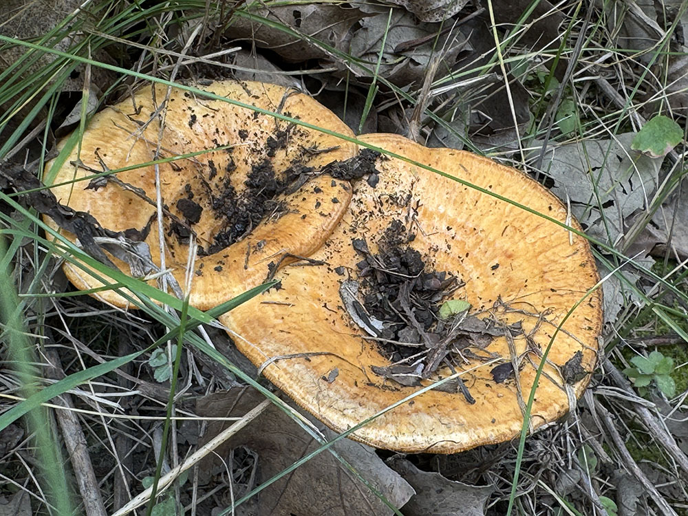 Common milkcap mushrooms were among the fungi recorded.