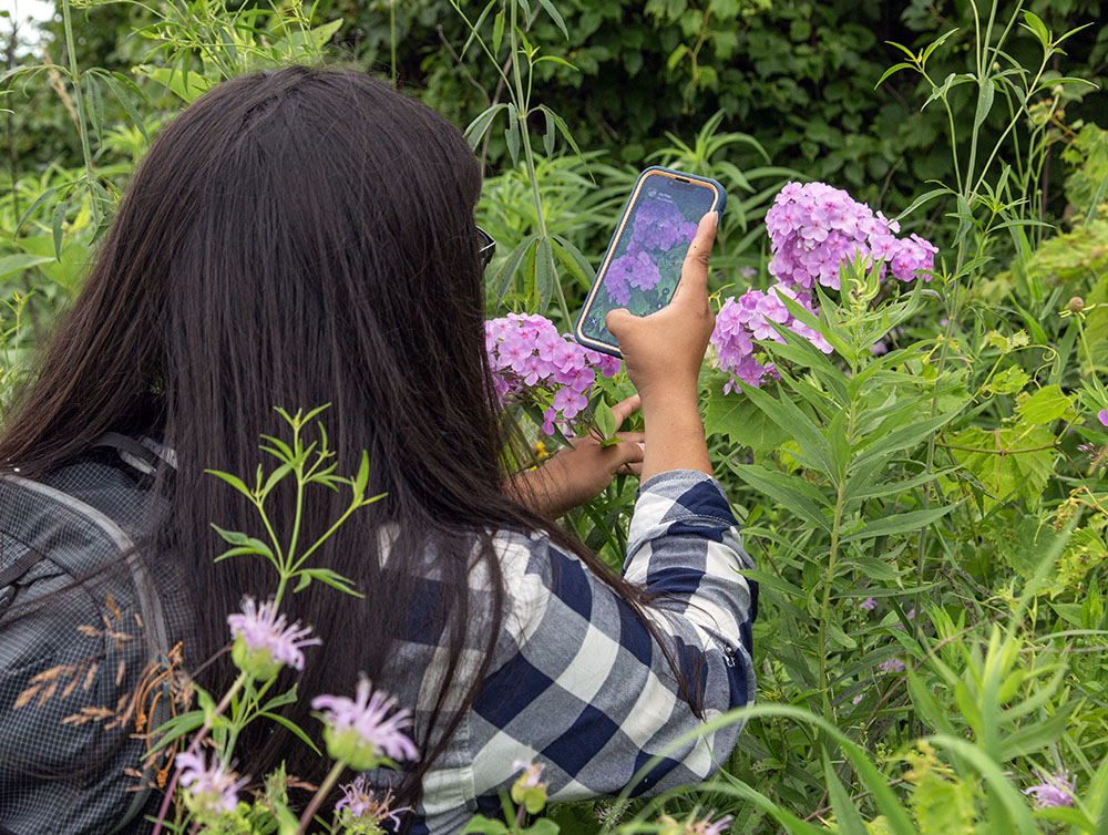 Using cell phones and an app from iNaturalist, staff and volunteers record as many species as possible, such as this native phlox.